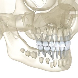 Illustration showing adult teeth below primary teeth
